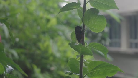 A-cicada-is-seen-resting-on-a-leafy-branch-in-a-forested-environment,-blending-with-the-greenery-around-it