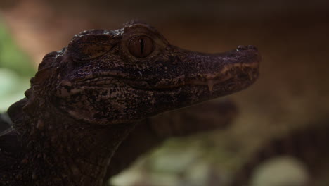 caiman crocodile - close up side profile of face