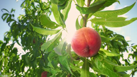 big juicy peach on the tree. agriculture.  fabulous orchard. magical sunlight. fruits ripen in the sun.