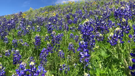bluebonnets al borde de la carretera soplando en el viento