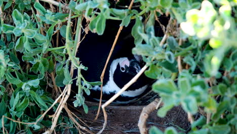 African-penguin-lying-down-in-its-nest-from-natural-vegetation,-rolling-its-head-inquisitively