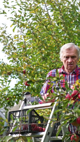 countryside apple farming in the garden. fresh fruits hanging from the trees. vertical video