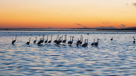 phoenicopterus roseus pink flamingos silhouettes walking in a barrier pond.