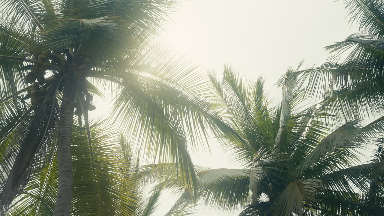 빛 에 인  나무 들