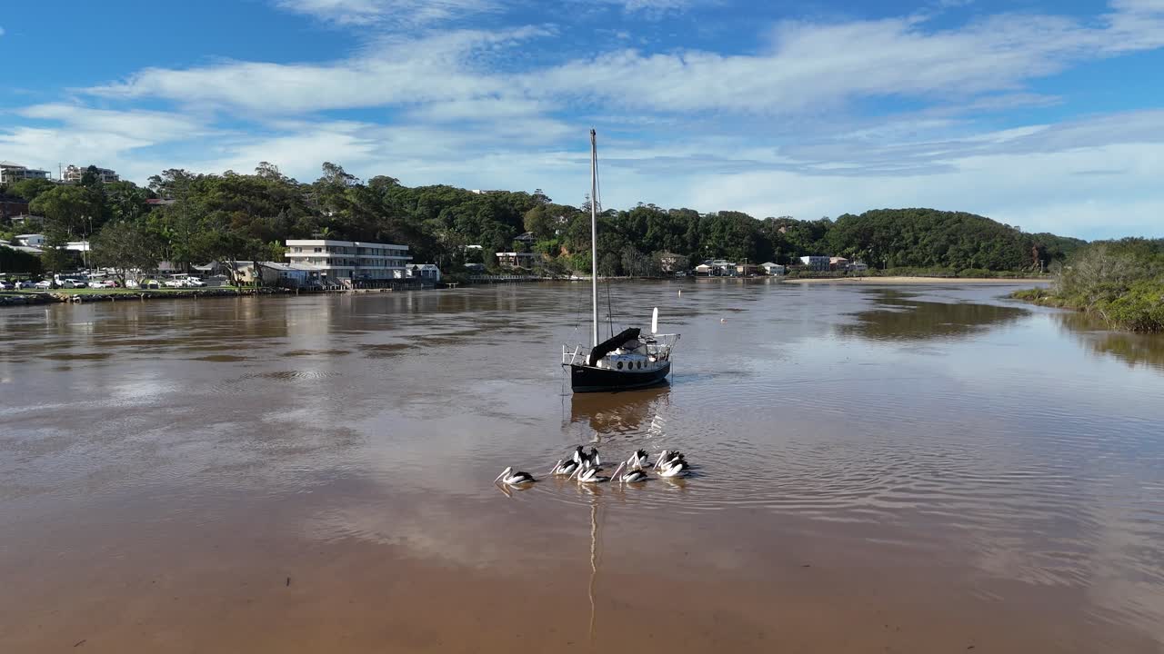 Aerial view of Australian pelicans swimming past a moored sailboat on a calm river