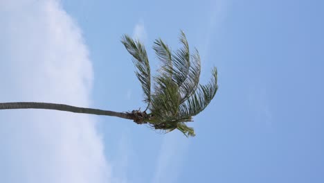 Vertikales-Video---Schauen-Sie-An-Einem-Sonnigen-Tag-Auf-Eine-Palme