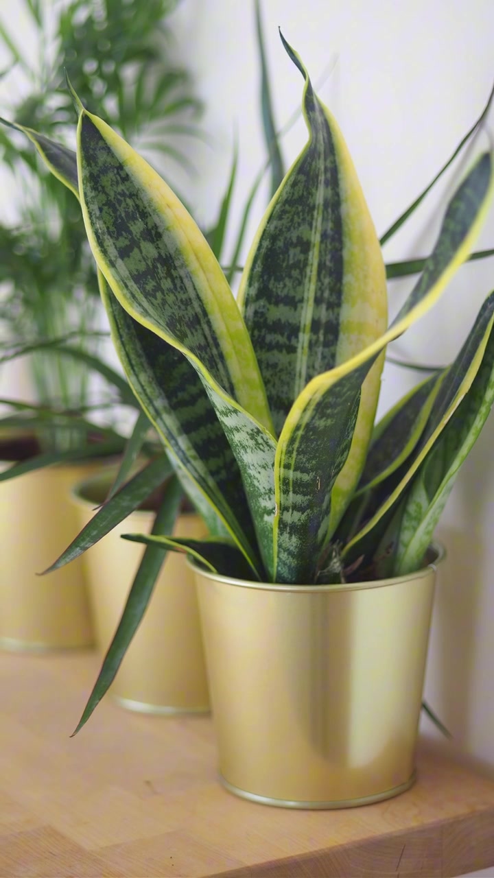 Pianta d'appartamento Sansevieria in un vaso dorato moderno su un tavolo di legno
