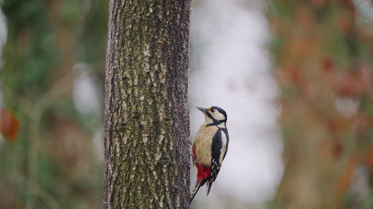 Great spotted woodpecker pauses while climbing, side view with textured bark and soft light