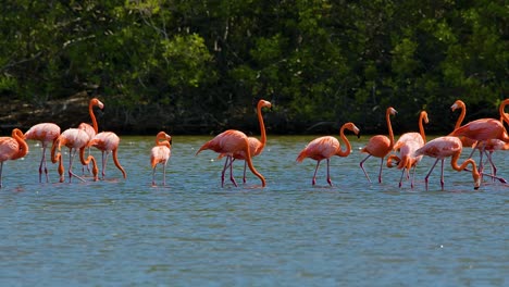 flamingos walk through water shaking head and feeding with mangrove background