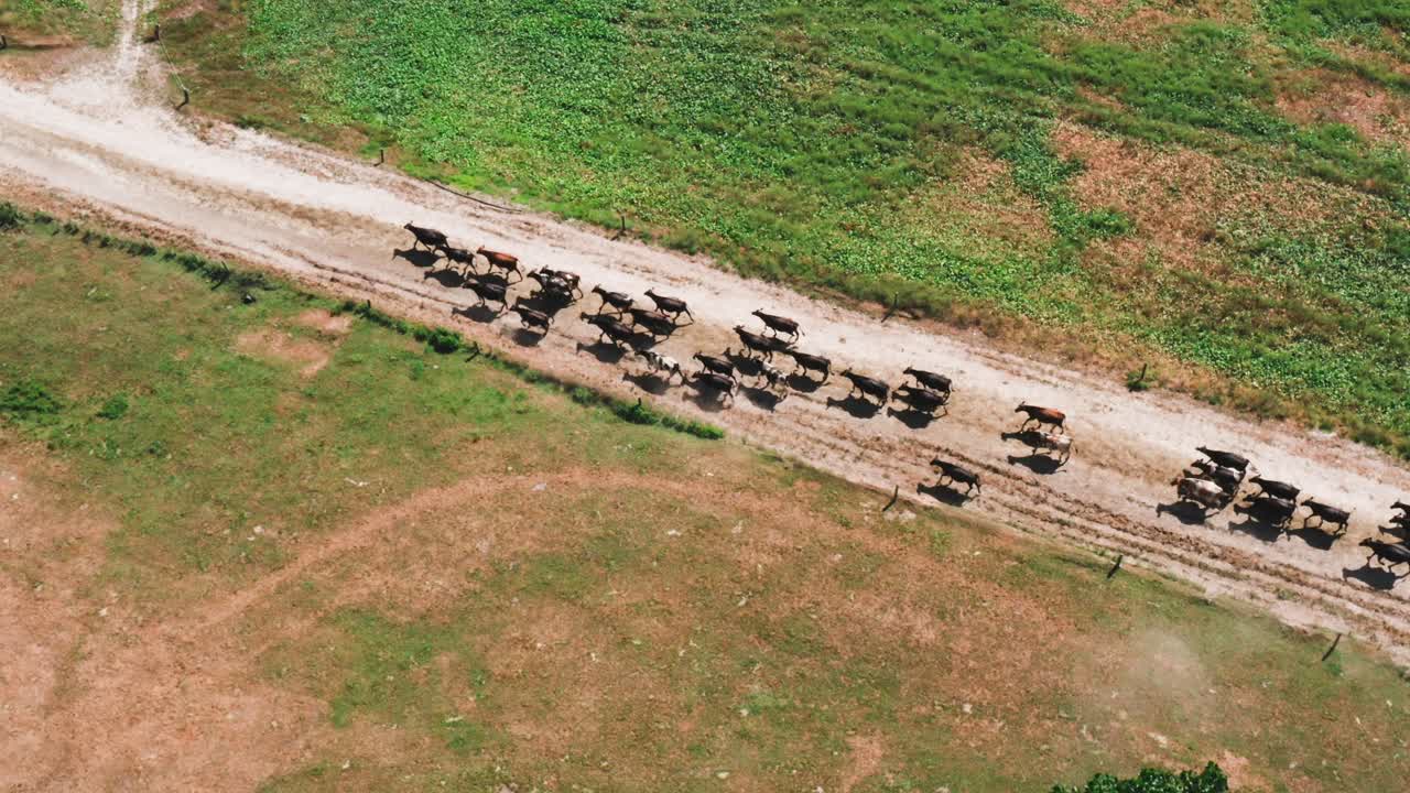 화창한 날 동안 흙 모래 농장 도로를 걷고 있는 소 무리, 푸른 목초지, 공중으로 이동