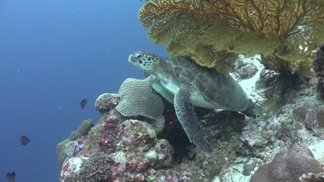 a green sea turtle swimming from a resting position on a coral reef into the blue ocean