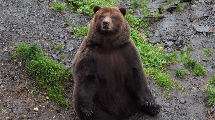 Male Brown bear sitting, Sitka, Alaska