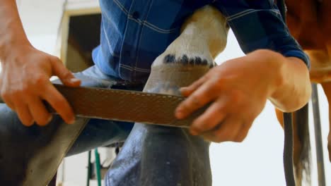 Woman-polishing-horseshoes-in-horse-leg-4k