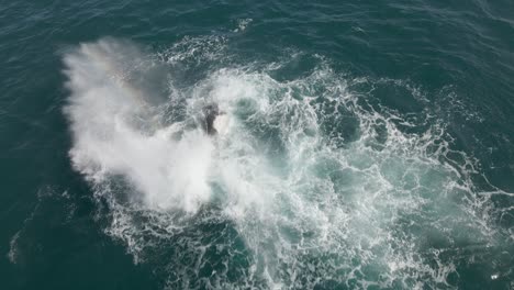 disparo aéreo por encima de una madre y un becerro de ballena jorobada salpicando sus colas