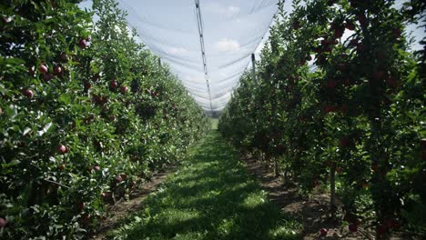 tracking shot through the rows of apple trees in an orchard during summer