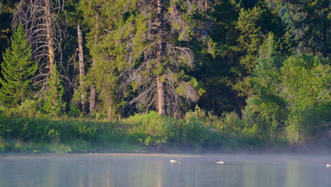 ducks on a misty river in a forest