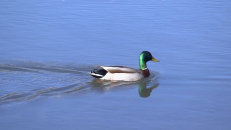 a mallard quickly swims through a blue pond under sunlight