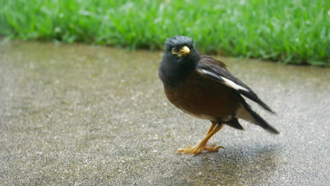 vocal común indio myna pájaro squarks bajo la lluvia