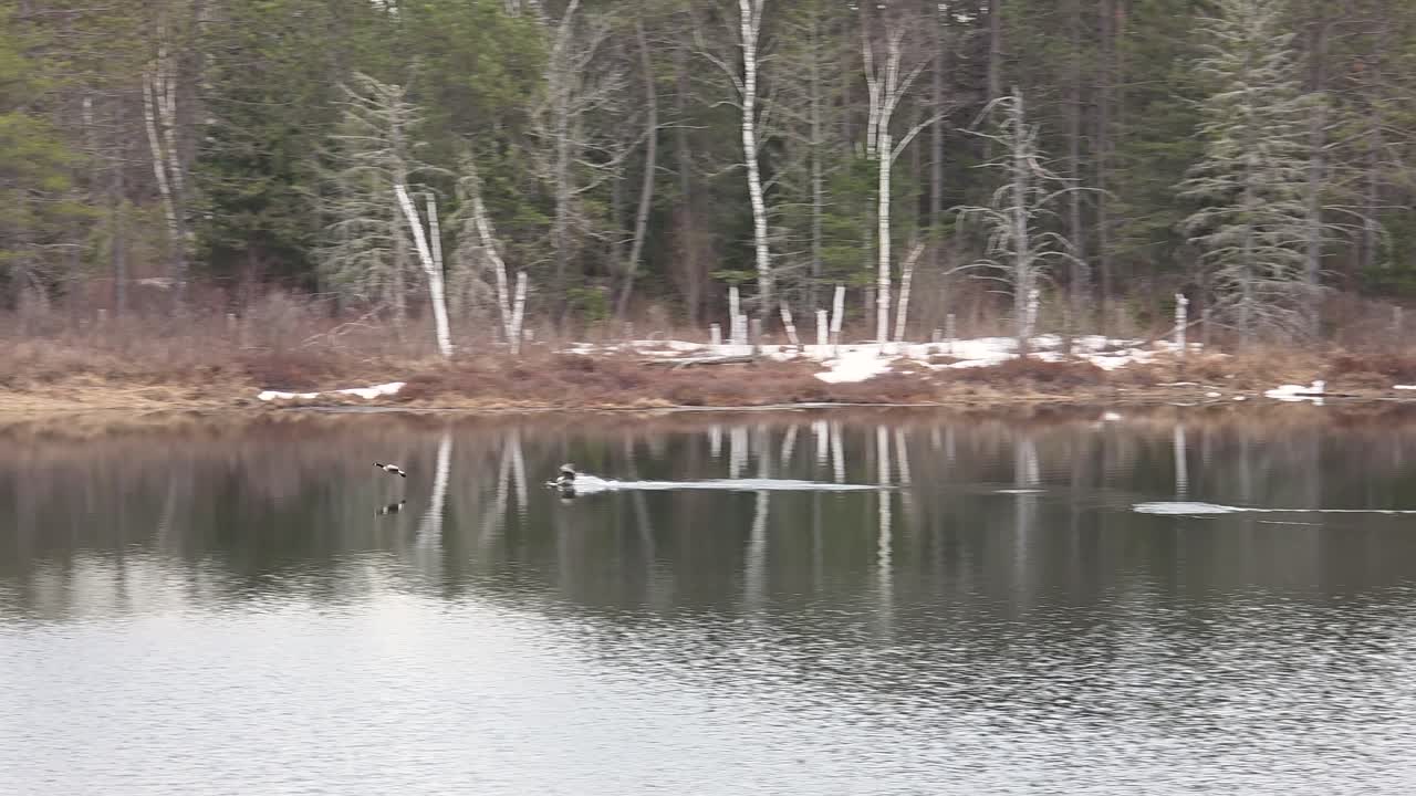 Wild water birds fight for territory in icy pond