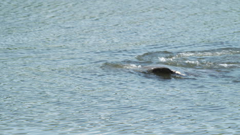 Two-manatees-breach-the-surface-of-the-water-in-Florida