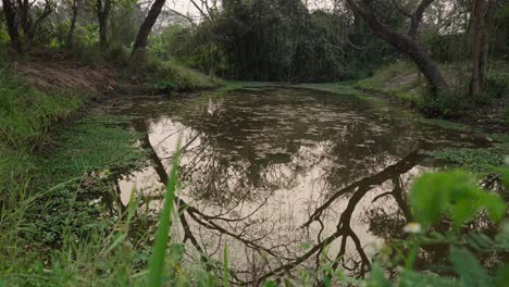 tranquil pond reflecting trees and sky in a lush green natural setting
