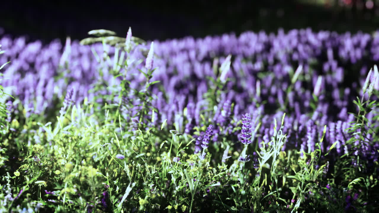 柔らかい早朝や夕暮れの太陽の光で ⁇ いている野花の草原
