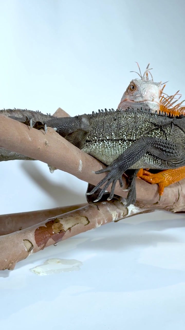 Un'iguana colorata urina mentre riposa su un ramo su uno sfondo bianco semplice.
