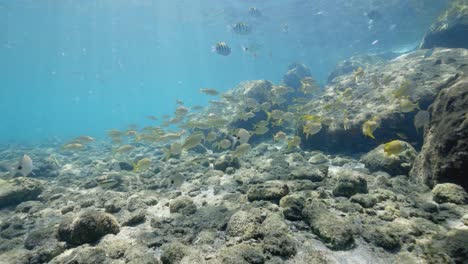 Escolaridad-Submarina-De-Peces-Tropicales-Amarillos-En-El-Fondo-Del-Océano,-Isla-De-Maní,-Florida