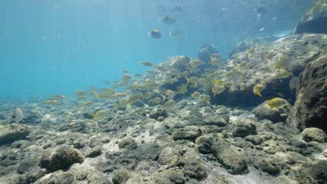 peces tropicales amarillos en el fondo del océano, isla de maní, florida