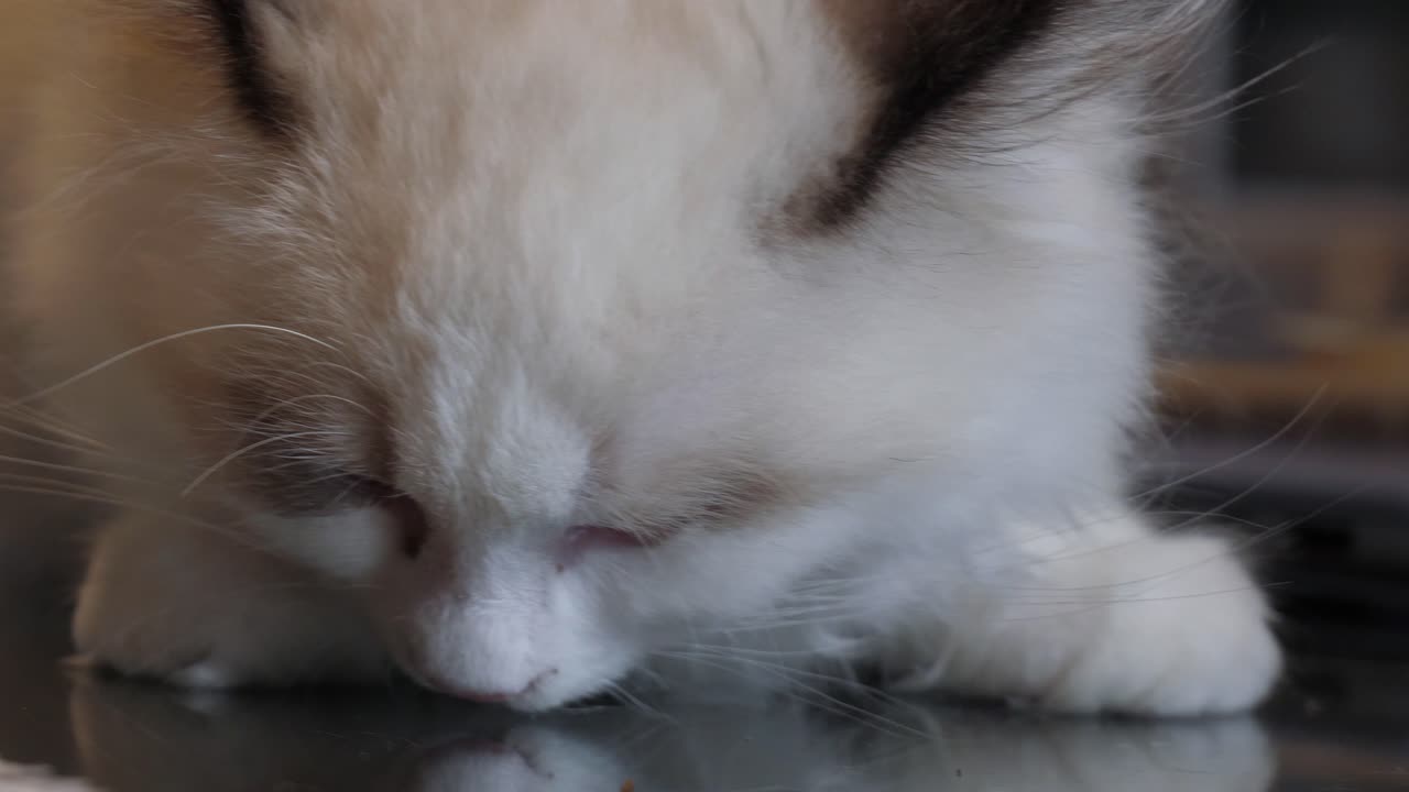 신중한 래그돌 고양이 고양이 경고