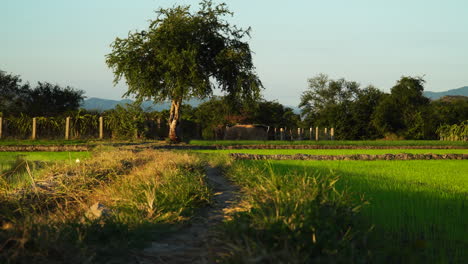 Vista-De-ángulo-Bajo-Del-Paisaje-Rural-Que-Muestra-El-Camino-Del-Campo-En-Medio-De-Campos-Verdes