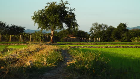 vista de ángulo bajo del paisaje rural que muestra el camino del campo en medio de campos verdes