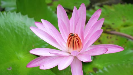 Honey-bees-inside-the-waterlily-inside-the-waterlily-pond-in-the-botanical-garden,-Mahe,-Seychelles-2