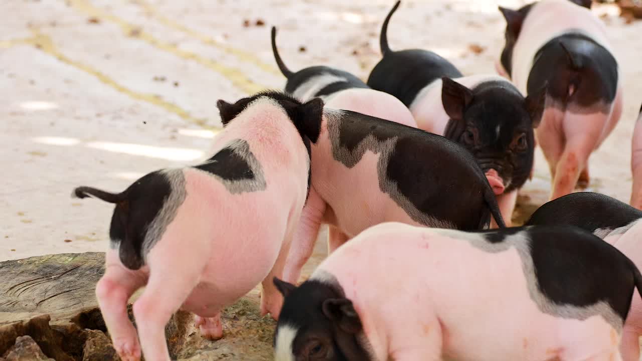 카오 야이 동물원에서 상호 작용하는 장난스러운 미니 돼지