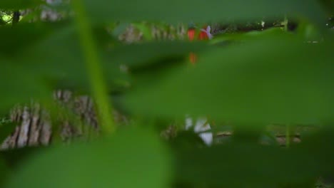 Man-spying-on-redhead-woman-in-green-forest.-Red-hair-woman-in-white-dress