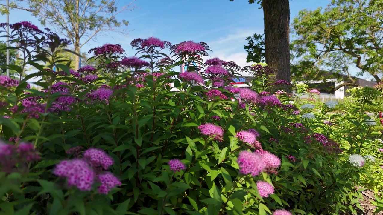 Fiori di Spirea rosa in fiore in un giardino soleggiato