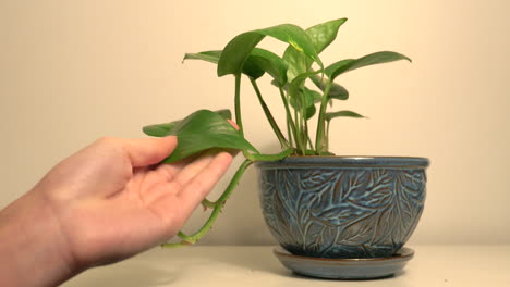 lightly spraying water directly to a leaf of a potted plant and wiping it afterwards - close up shot