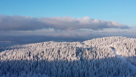 snow covered pine tree forest, mountain jahorina near the sarajevo city, bosnia and herzegovina - aerial shot