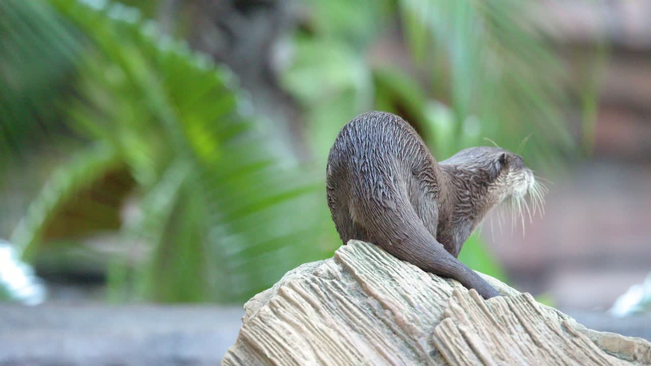 Una lontra nana asiatica sta su una roccia, si guarda intorno e si allontana all'aperto.