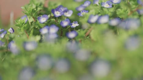 close-up of bird's-eye speedwell flowers