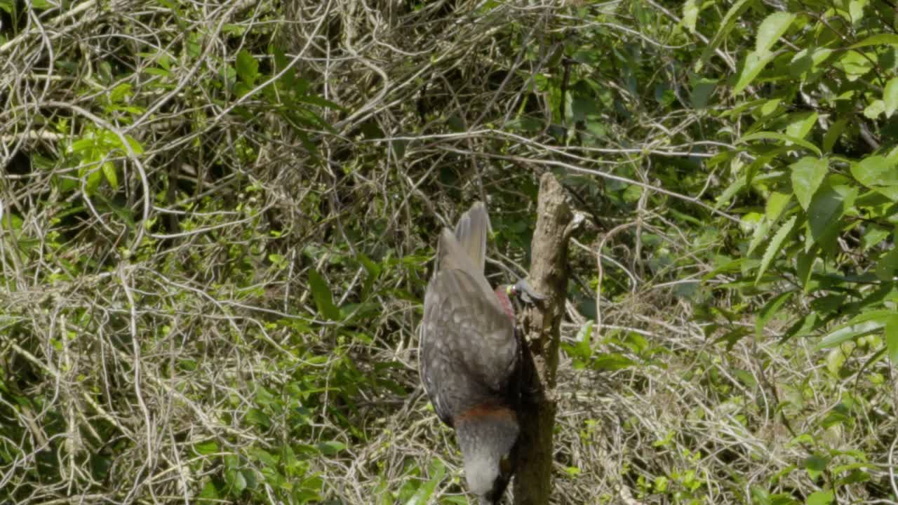 un kaka cayendo de un palo vertical en cámara lenta