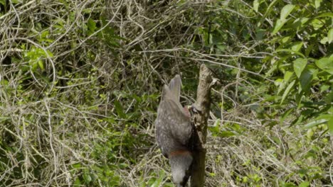 Un-Kaka-Cayendo-De-Un-Palo-Vertical-En-Cámara-Lenta