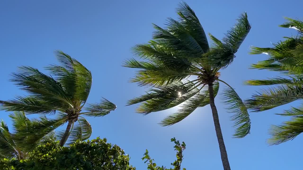 Iconic classic shot of tropical palm trees blowing in the wind in slow motion as the sun sparkles through the swaying fronds against a beautiful azure sky