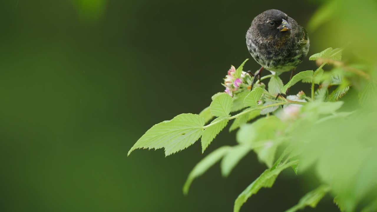 Finch Male Adult Galapagos Islands Darwins Fall Free Stock Video Footage  Download Clips