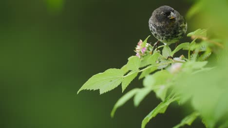 Finch-Male-Adult-Galapagos-Islands-Darwins-Fall