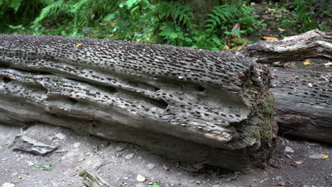 Old and new coins of all sizes and nations hammered into a fallen wish tree in St Nectan's Glen near Tintagel in northern Cornwall