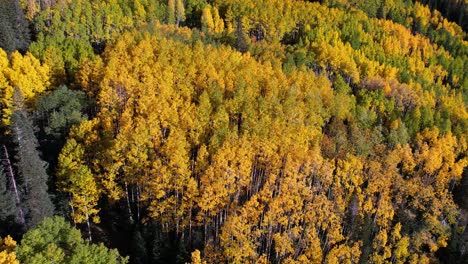 Drone-Shot-of-Fall-Colors,-Yellow-Aspen-and-Green-Pine-Trees-on-Sunny-Autumn-Day-in-American-Countryside