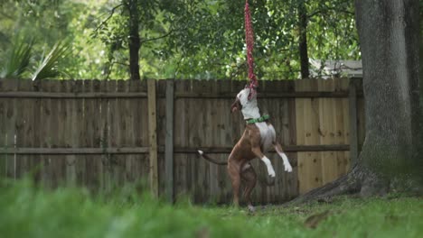 brown and white pitbull terrier mix chews on rope hanging from tree with wooden fence in background