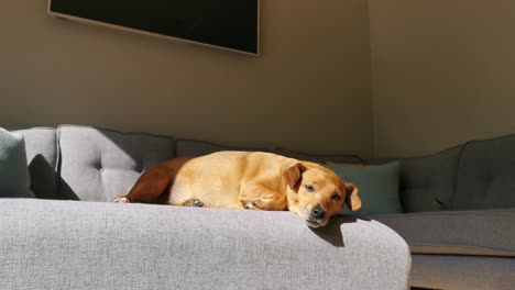 cute dog chilling out in the sun, finding it hard to keep its eye open