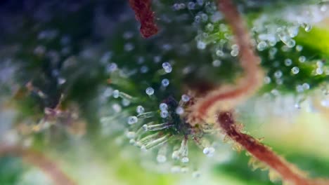 stunning footage of drug cannabis marijuana under microscope trichomes thc cbd